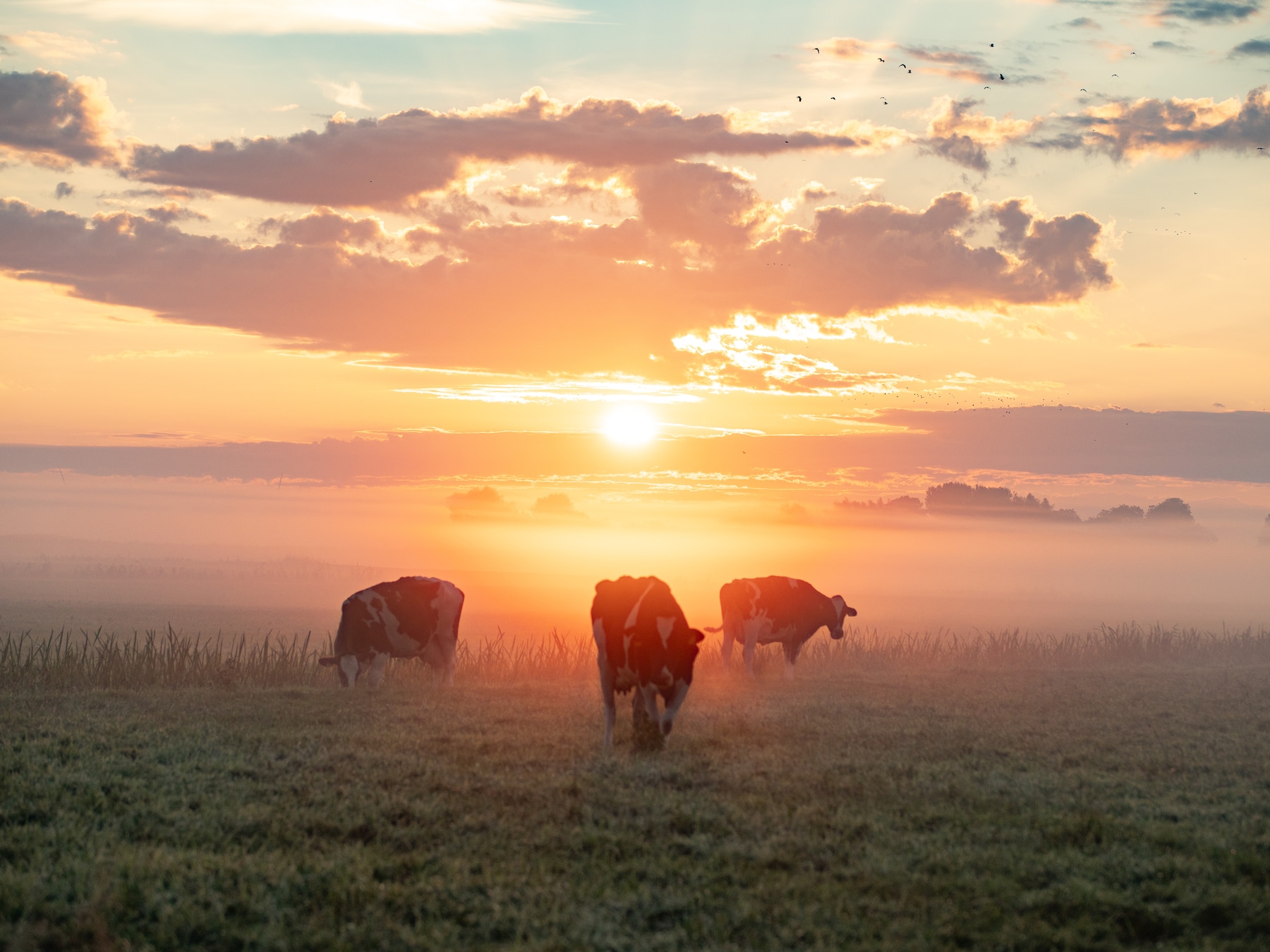 Stuur je mooiste herfstfoto in van de zonsopkomst of zonsondergang in Dordrecht!