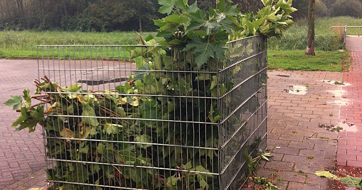 Bladkorven staan weer in Uitgeest