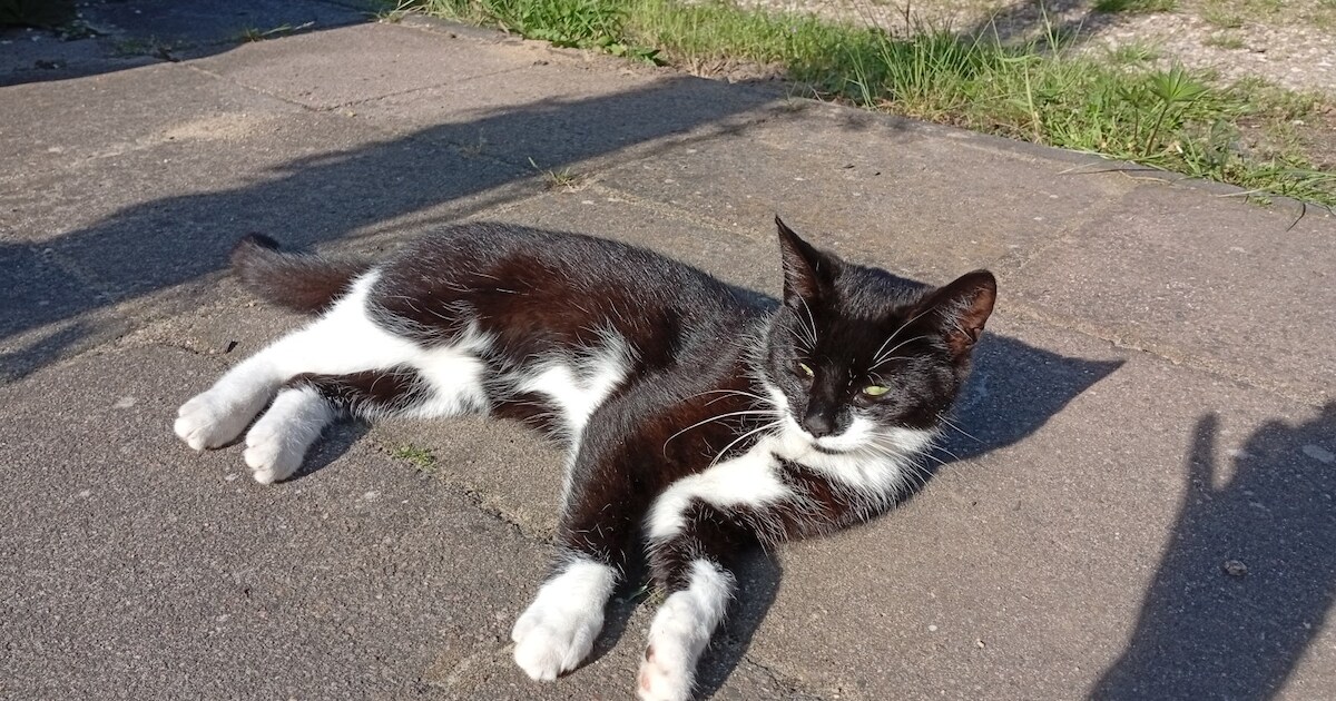 Heb jij FINA of Pukje gezien? Deze twee huisdieren worden in Heumen vermist | Foto