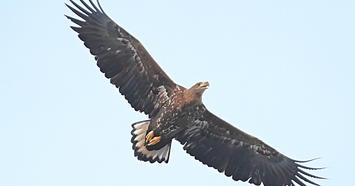 Grote zeearend gespot rondom Wierdense Veld: ‘Hij cirkelde boven ons hoofd’