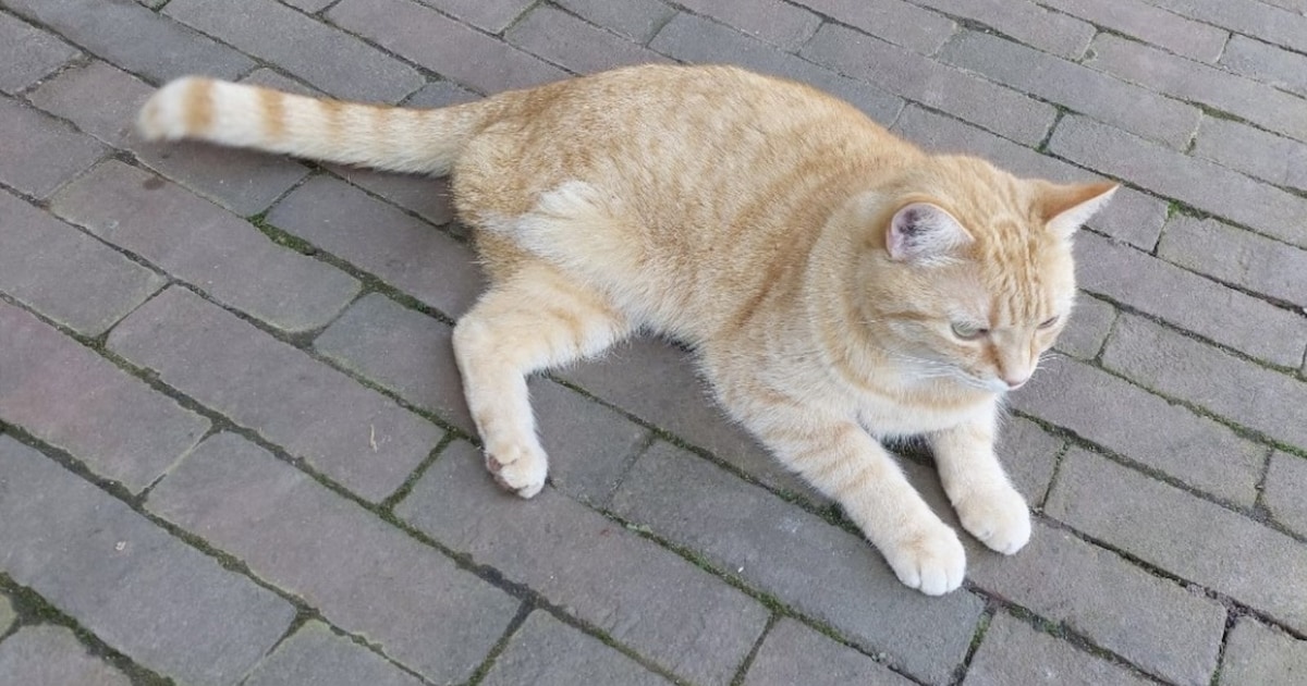 Heb jij Beppie gezien? Dit huisdier wordt in Echt-Susteren vermist