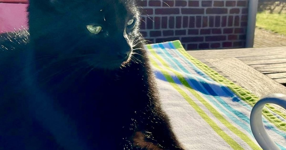 Heb jij Luna of Jozef gezien? Deze twee huisdieren worden in Roermond vermist