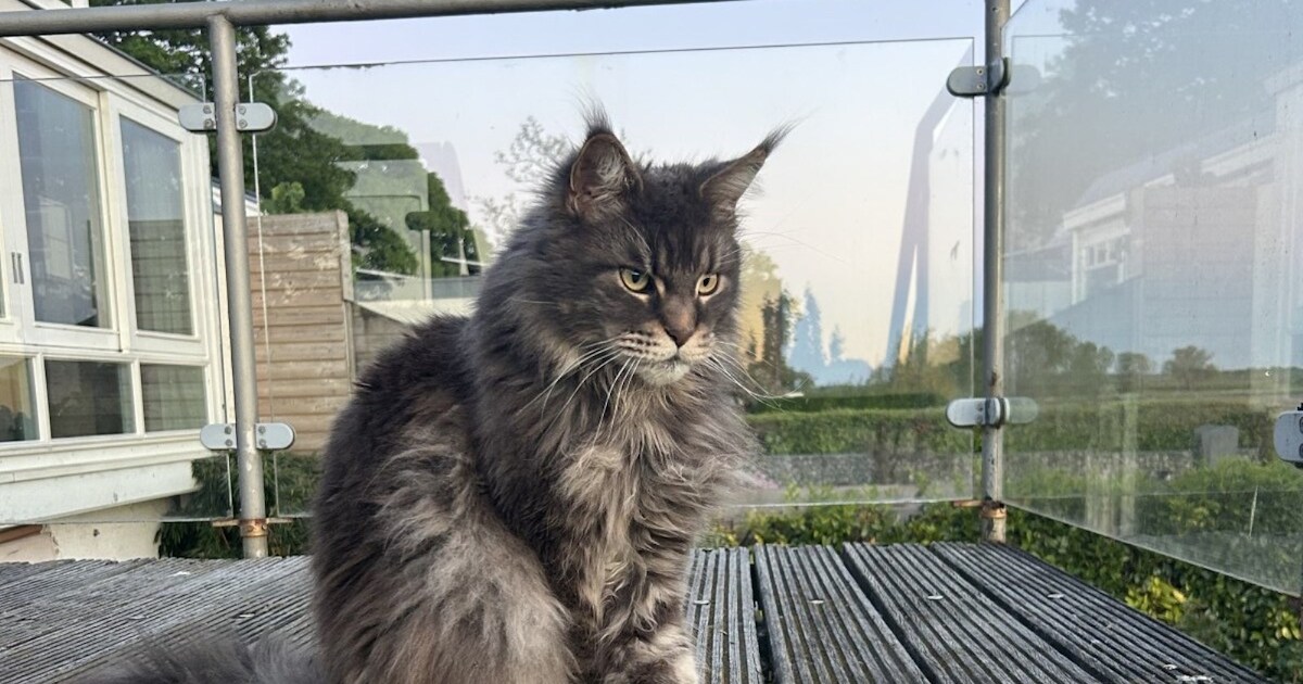 Heb jij Koen gezien? Dit huisdier wordt in Maasdriel vermist