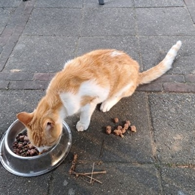Heb jij Sjonnie, Micha of Mellow gezien? Deze drie huisdieren worden in Arnhem vermist