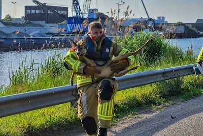 Brandweer redt hertje uit water bij Nijkerk