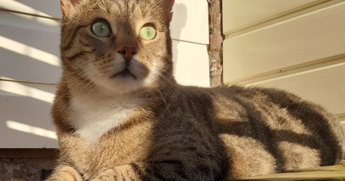 Heb jij Zlatan gezien? Dit huisdier wordt in Soest vermist
