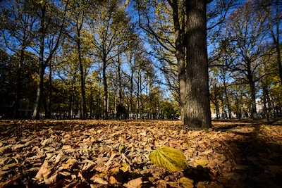 Eeuwenoude ‘Haagse Bos-akte’ prominent in Provinciehuis