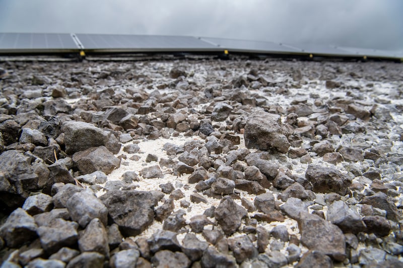 Staalslakken bij Eerbeek.