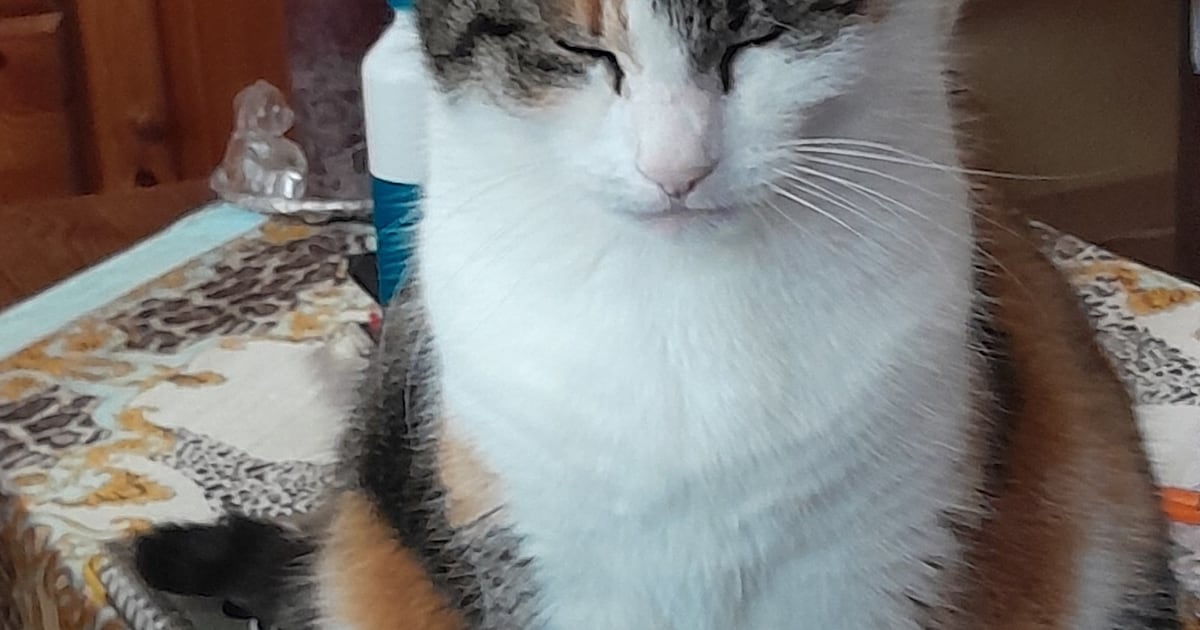 Heb jij Lola gezien? Dit huisdier wordt in Krimpenerwaard vermist