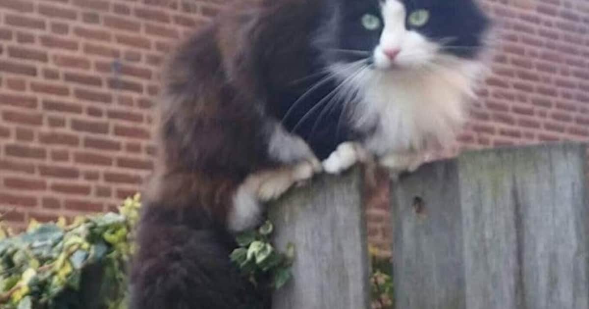 Heb jij Cobra gezien? Dit huisdier wordt in Beesel vermist