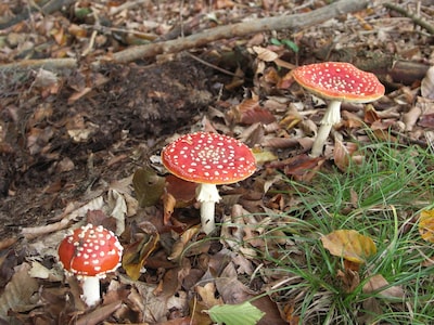 Paddenstoelenpracht: Natureluurs excursie voor basisschoolkinderen in Oisterwijk