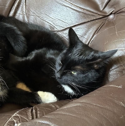 Heb jij Leo, Pixie of Poes gezien? Deze drie huisdieren worden in Gouda vermist