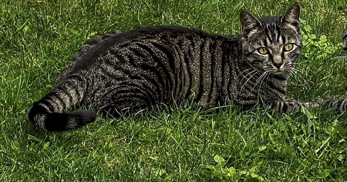 Heb jij Filou gezien? Dit huisdier wordt in Dinkelland vermist