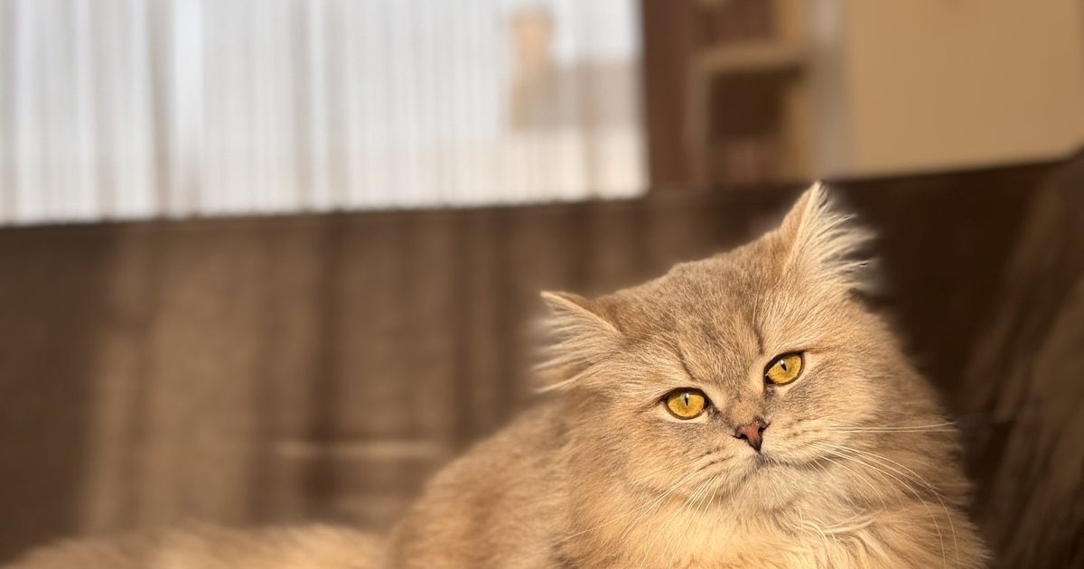 Heb jij Shinishi of Simba gezien? Deze twee huisdieren worden in Maastricht vermist