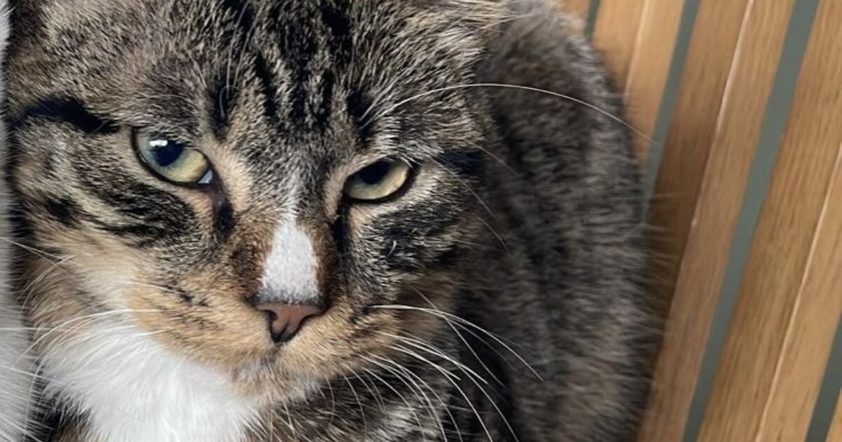 Heb jij Tabby gezien? Dit huisdier wordt in Meierijstad vermist