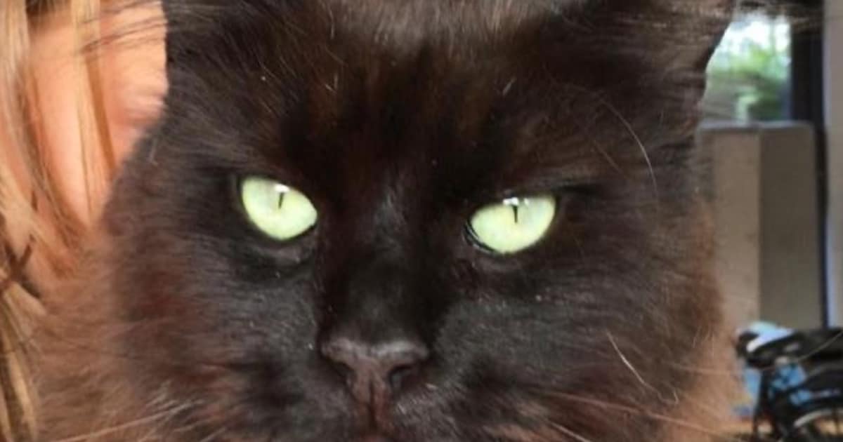 Heb jij Wolf gezien? Dit huisdier wordt in Wijdemeren vermist