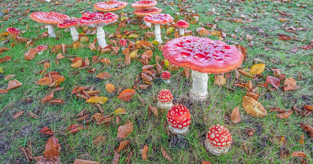 IVN Geldrop houdt korte paddenstoelencursus in oktober