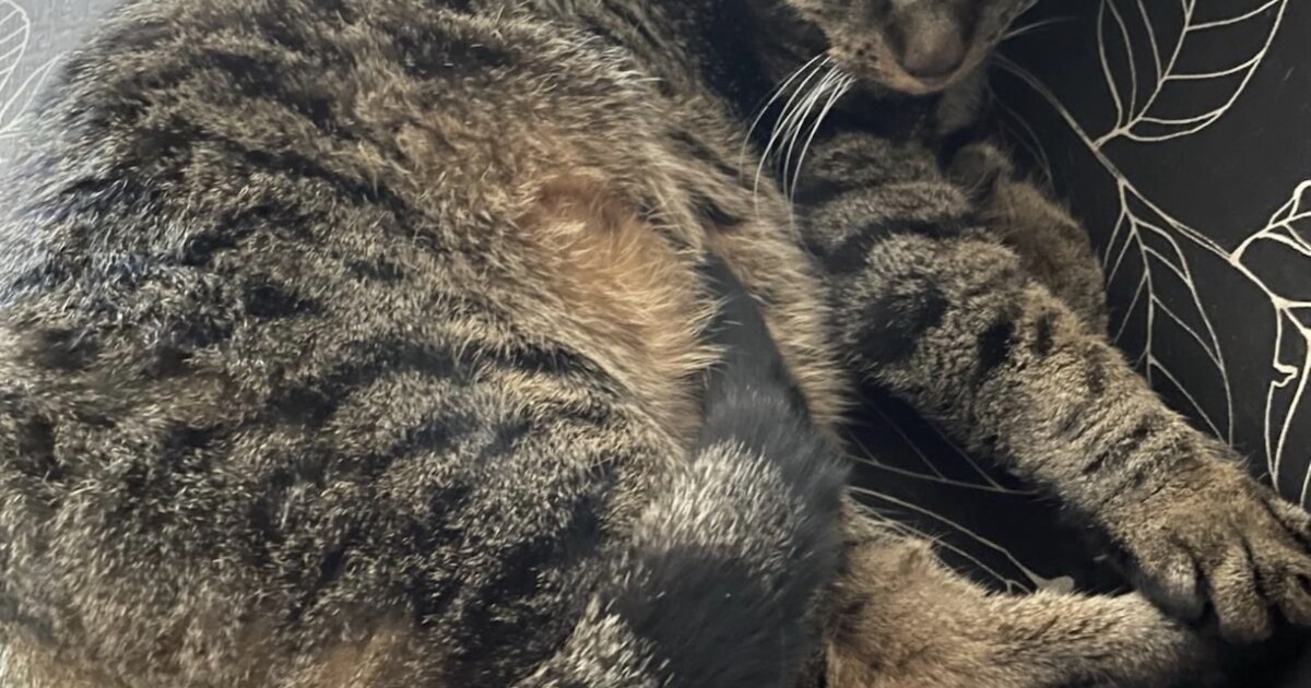 Heb jij Pip, Faust of Siam gezien? Deze vijf huisdieren worden in De Bilt vermist