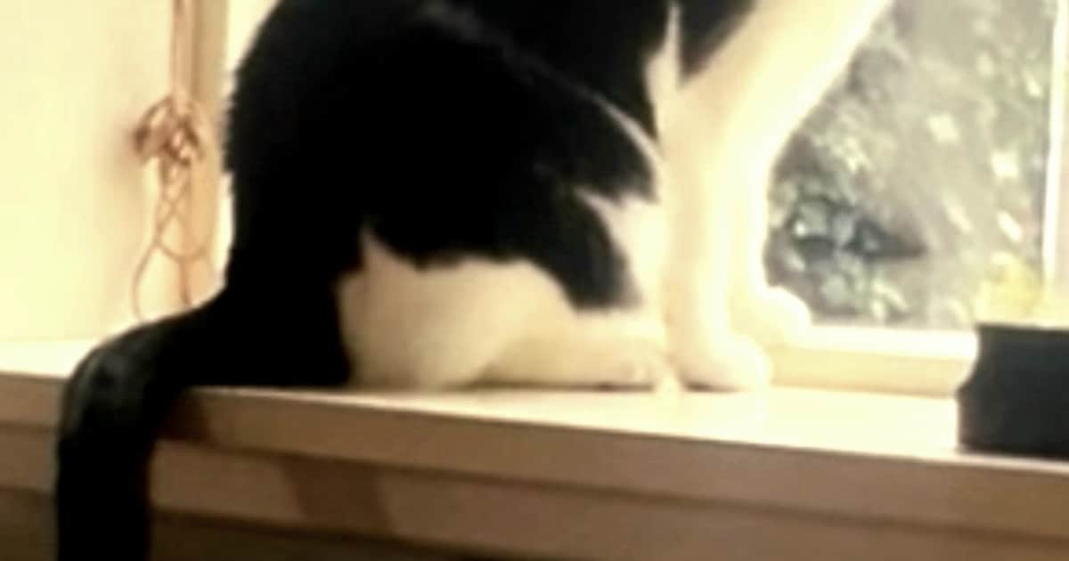 Heb jij Kaatje, Snoezepoes of Poes gezien? Deze vier huisdieren worden in Heiloo vermist