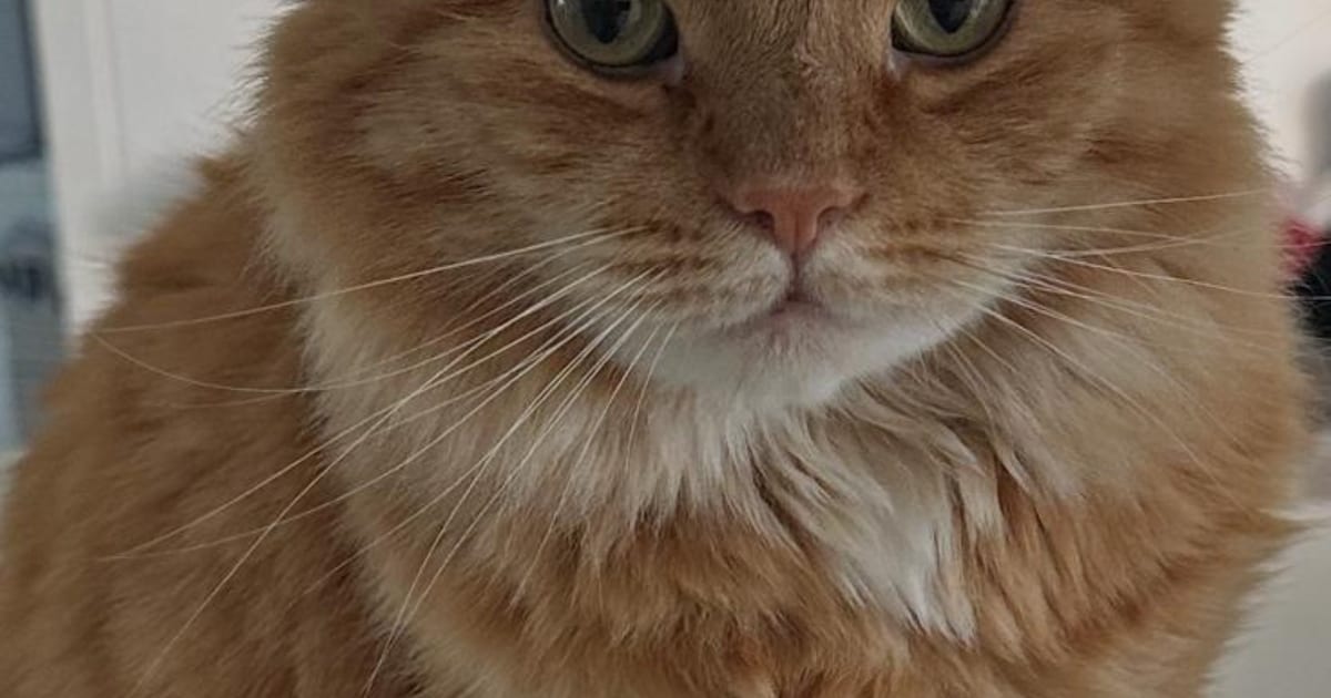 Heb jij Felix gezien? Dit huisdier wordt in Lochem vermist