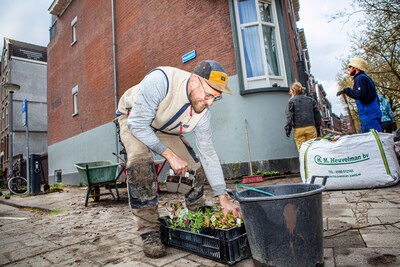 Advies van rattenbestrijder valt slecht: ‘We hebben juist meer geveltuintjes nodig!’