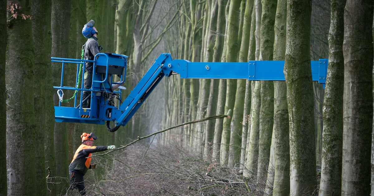 Snoeiwerkzaamheden in Nieuw-Roden en Vijfde Verloting gestart