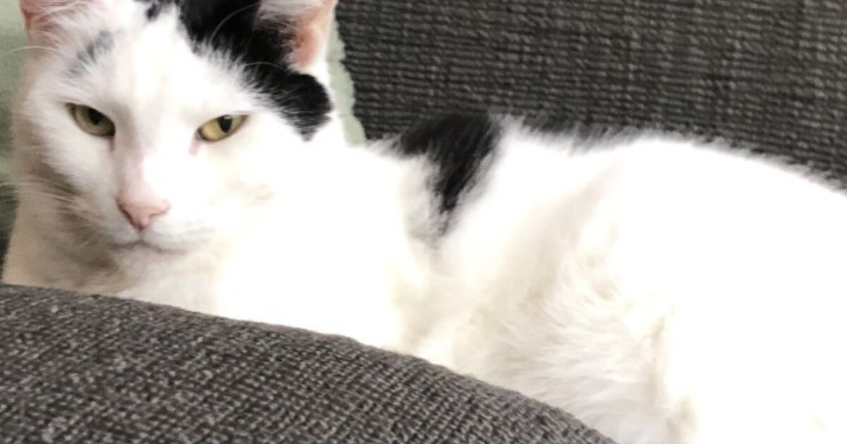 Heb jij Jed gezien? Dit huisdier wordt in IJsselstein vermist