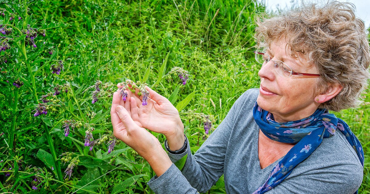 Kruidenwandeling in Scheelboekbos in Stellendam | Voorne aan Zee