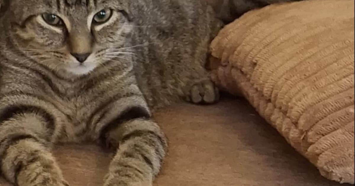 Heb jij Iggy gezien? Dit huisdier wordt in Lisse vermist