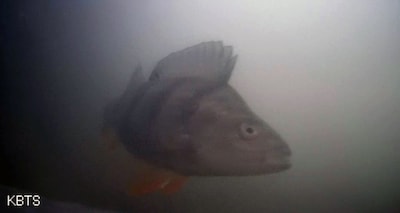 Ding dong! Wereldwijd razend populaire visdeurbel in Utrecht staat weer aan