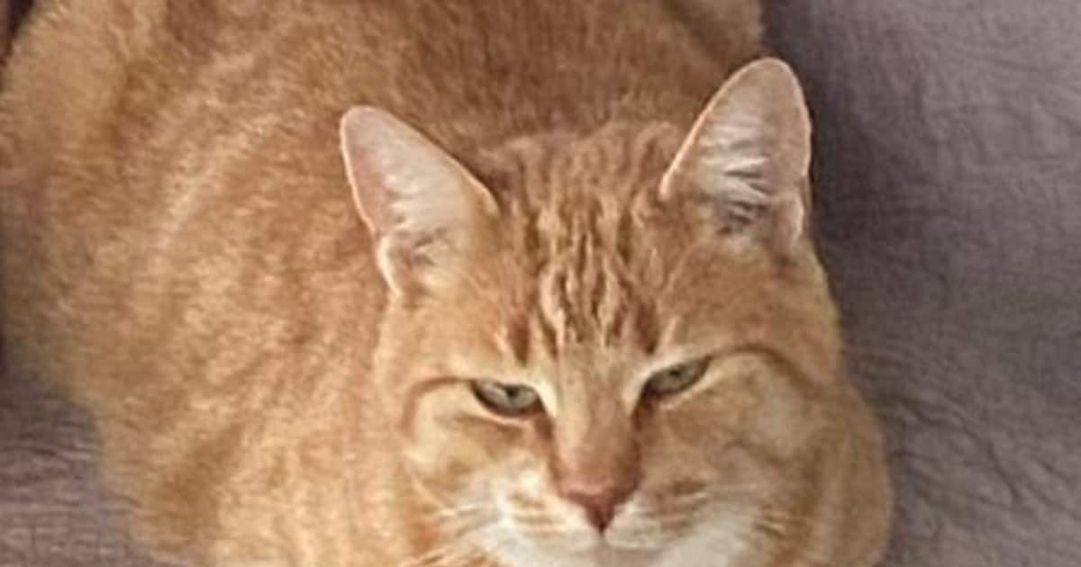 Heb jij Bibi of Fred gezien? Deze twee huisdieren worden in Leusden vermist