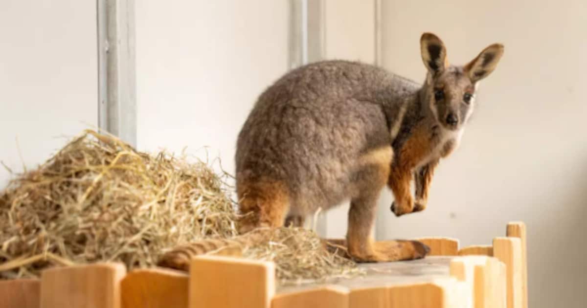 Geelvoet-rotswallaby nu te zien in GaiaZOO, primeur voor Nederland