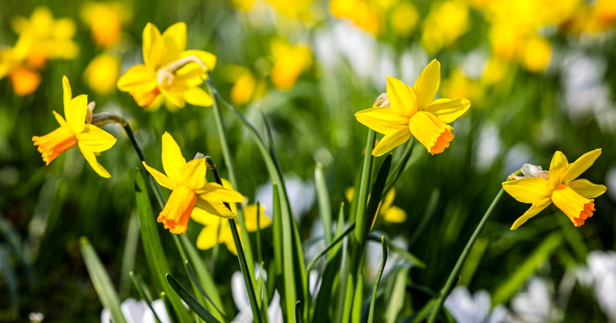 Workshop lentestukje maken voor kinderen in Albrandswaard