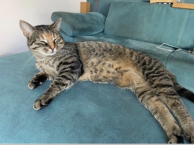 Heb jij Milo of Minoes gezien? Deze twee huisdieren worden in Vught vermist