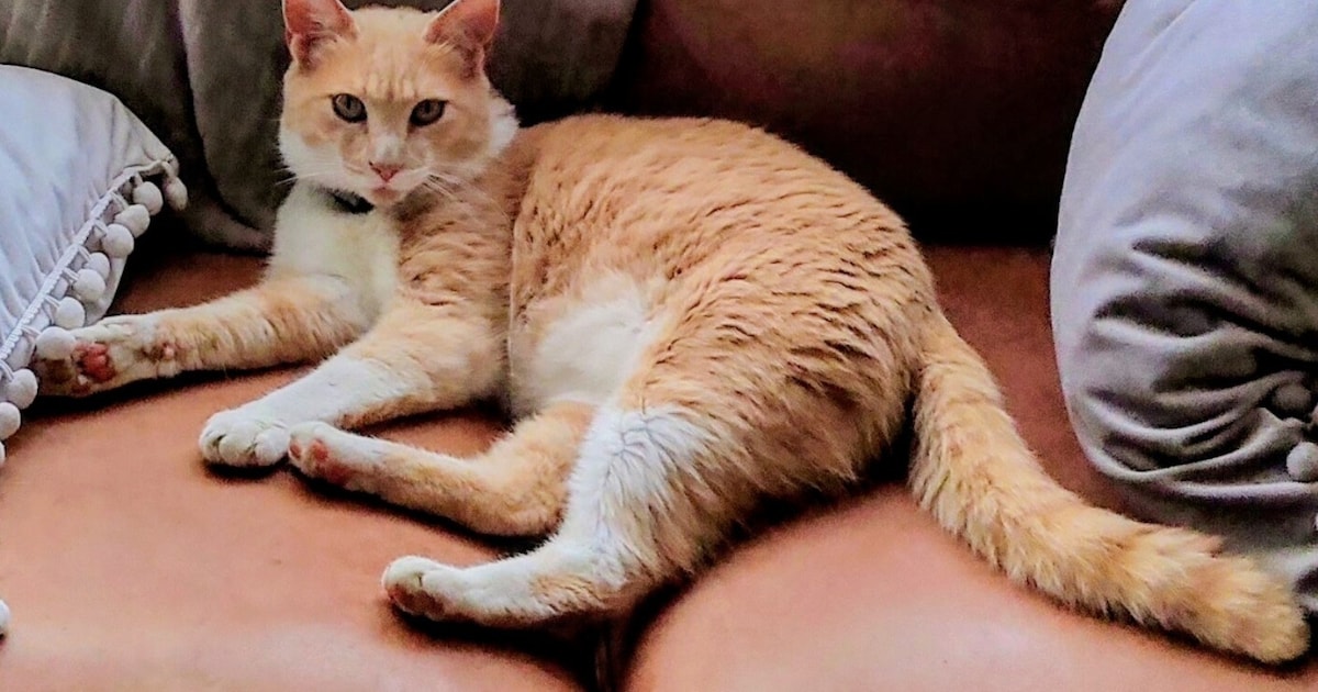 Heb jij Gofie gezien? Dit huisdier wordt in Bergen vermist