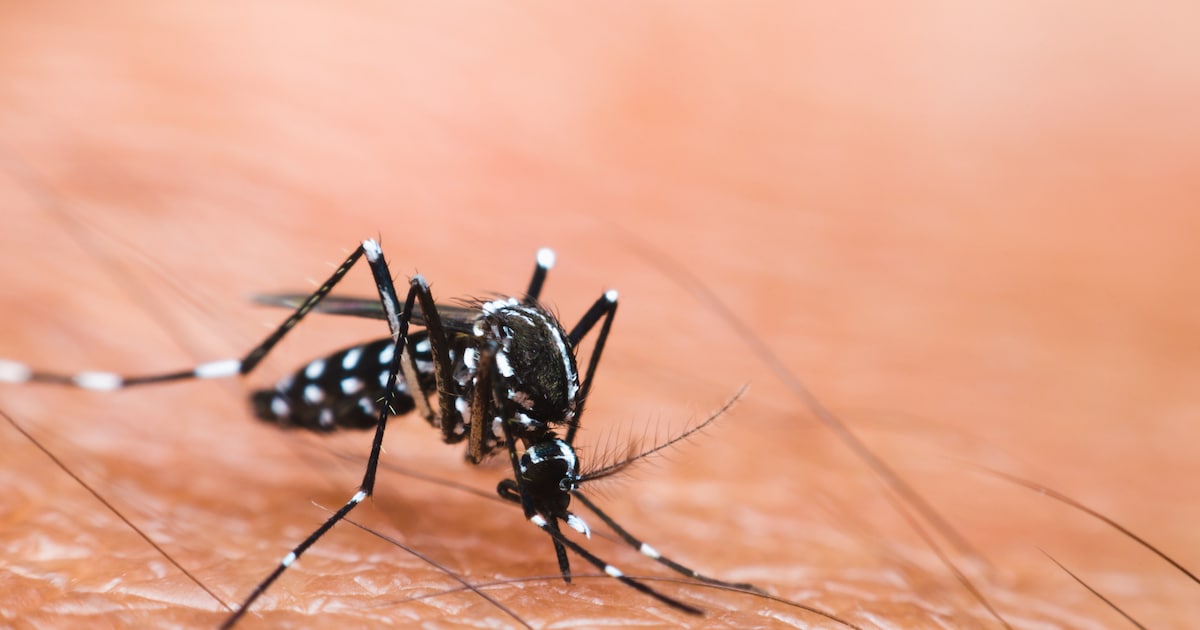 NVWA zet bestrijding tijgermug voort in Assen en Ruinerwold