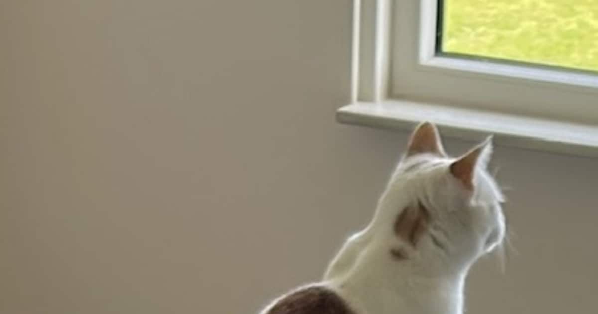 Heb jij Loki gezien? Dit huisdier wordt in Teylingen vermist