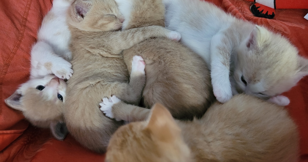200 kittens en katten: het Haags Dierencentrum zit deze zomer bomvol