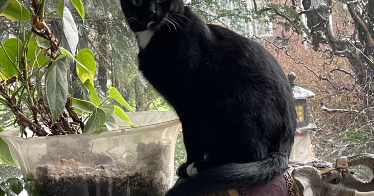 Heb jij Droppie gezien? Dit huisdier wordt in Woerden vermist