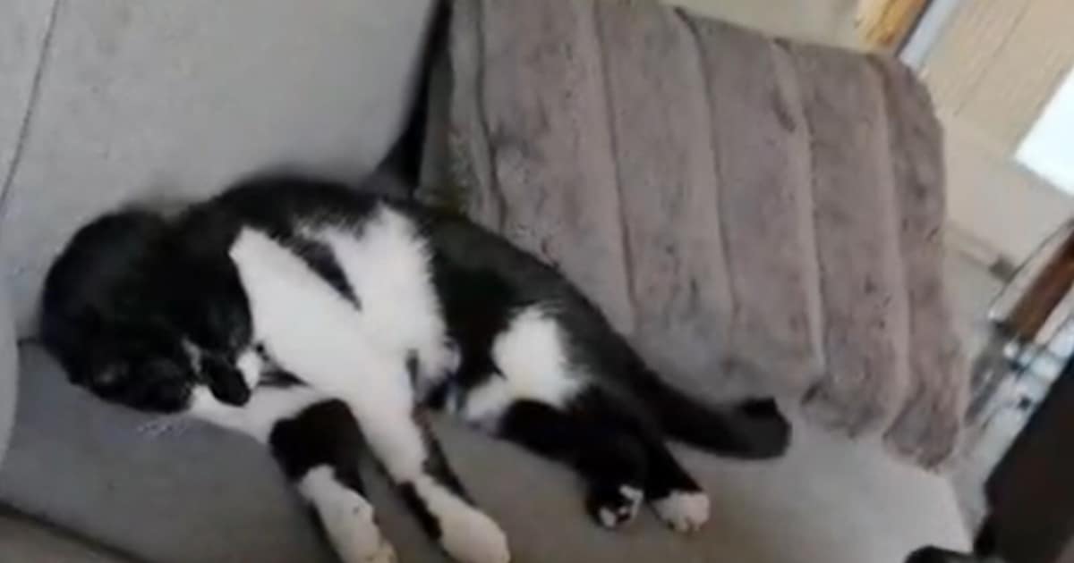 Heb jij Bella gezien? Dit huisdier wordt in Hellendoorn vermist