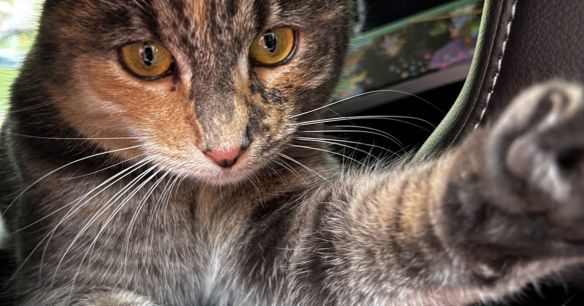 Heb jij Max, Felix of Wolf gezien? Deze drie huisdieren worden in Hilversum vermist