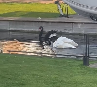 Witte en zwarte zwaan ‘op de vuist’: omstander valt in het water