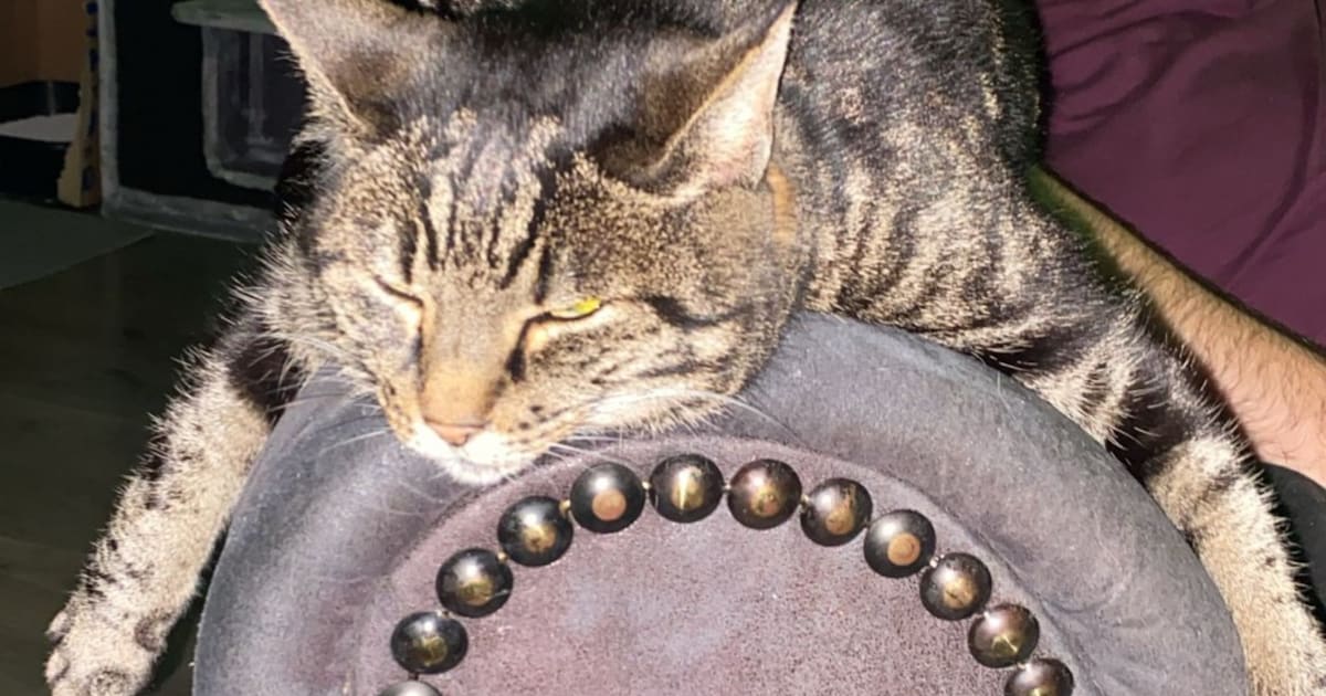 Heb jij Sammy gezien? Dit huisdier wordt in Lopik vermist