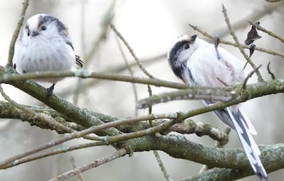 Hortus Nijmegen sluit deels in de winter
