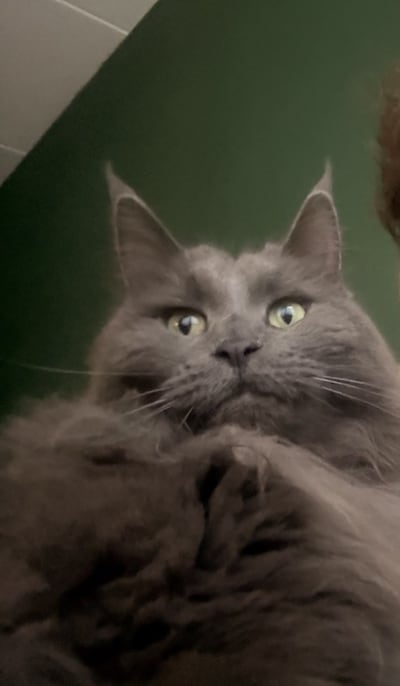 Heb jij Jinx of Alice gezien? Deze twee huisdieren worden in Wijchen vermist