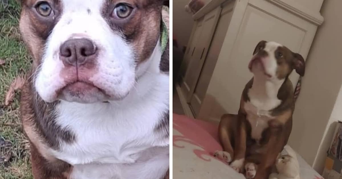 Heb jij Donna gezien? Dit huisdier wordt in Bergen (L) vermist