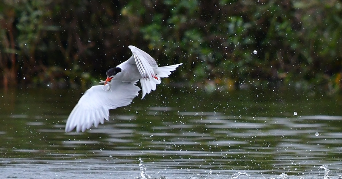 Into Nature houdt kennisavond over vogels in Roderwolde