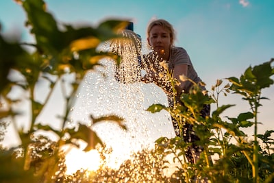 Nog nooit zoveel sproeiverboden in Nederland: waterschappen delen tientallen boetes en processen-verbaal uit