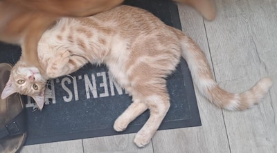 Heb jij Miep, Tess of Jaxx gezien? Deze zes huisdieren worden in Apeldoorn vermist