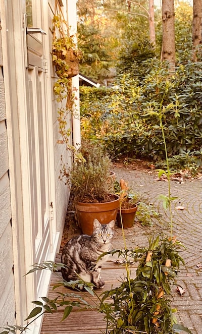 Heb jij Zazu, Ramsses of Balou gezien? Deze zes huisdieren worden in Apeldoorn vermist
